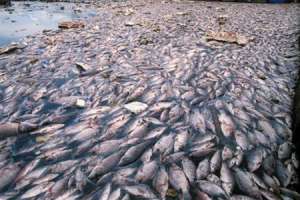 Под Днепропетровском в заводи реки Самары - тонны погибшей рыбы