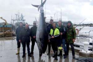Голубой тунец весом 281 кг - мировой рекорд по спортивной рыбалке