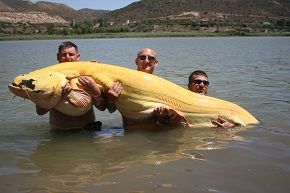Рекордный улов: Сом-альбинос во время рыбалки на реке