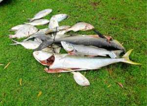 Новости спортивной рыбалки: Популярный чемпионат в Австралии - "экологическая резня"?!