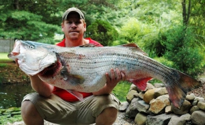 Рекорды рыбалки: Рекордный улов - полосатый окунь весом 37 кг