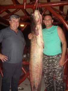 Рыбалка в Украине: Большие сомы Закарпатья ловятся на спиннинг.