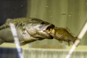Поймал-Отпусти: Мелкая рыба легче справляется со стрессом