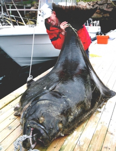 Рекорды рыбалки: У берегов Норвегии пойман рекордный палтус весом более 245 кг.