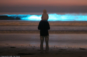 Таинственное неоновое свечение в Калифорнии - иллюзия или чудо природы?