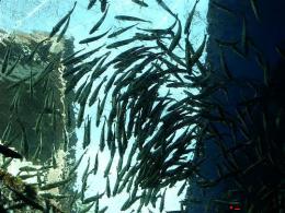 F.Дайджест: Вести с водоемов или Особенности национальной рыбалки