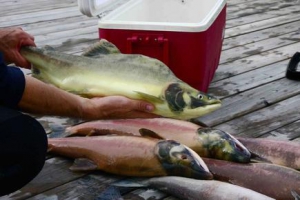 Во время рыбалки на реке в Канаде поймали лосося желтого цвета