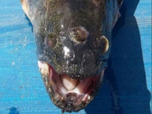 В Аргентине поймана рыба с тремя глазами