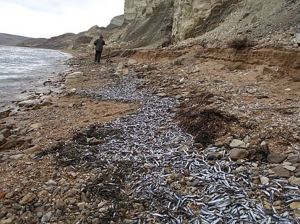 Рыбалка в Украине: В Керчи на берег выбросилось 15 тонн хамсы...