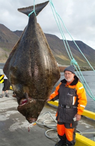 Рекорды рыбалки: В Исландии пойман гигантский палтус весом 250 кг