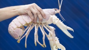 Британские рыбаки поймали 30-летнего лобстера-альбиноса 