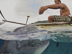 Рыбалка на Филлипинах: Рыбаки во время ловли рыбы кормят с рук акул