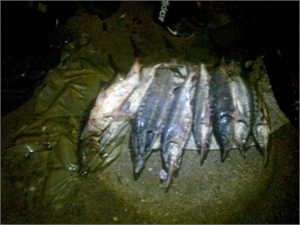 Рыбалка в Украине: В Крыму задержаны любители браконьерской осетринки