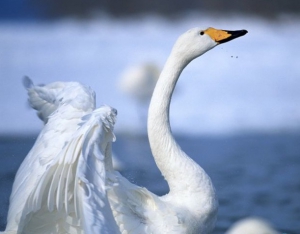 Рыбалка в Украине: Лед есть! На Тернопольщине ко льду примерзают лебеди