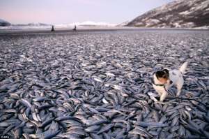 Рыбалка в Норвегии: На северное Kvaenes побережье выбросило более 20 тонн сельди