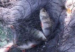 Рыбалка в Украине: Браконьеры облюбовали реки под Чернобылем