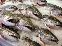 Луганские таможенники изъяли полторы тонны контрабандной рыбы