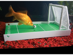 В преддверии Евро-2012 аквариумисты будут обучать футболу золотых рыбок
