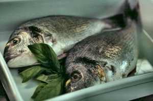 От голода Землю спасут мясо "из пробирки" и генетически-модифицированная рыба