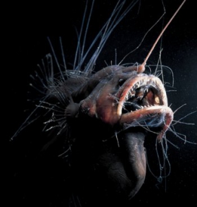 Ученым удалось доказать, глубоководные рыбы "хрюкают" и "крякают"
