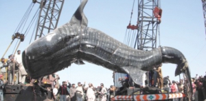 Рекорды рыбалки: Пакистанского рыбака арестовали за поимку акулы весом 4 тонны