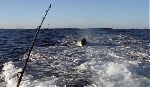 Рыбалка в Новой Зеландии: Во время турнира по ловле тунца и марлина поймана косатка