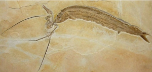 Рыбалка юрского периода: Птерозавр поймал рыбешку и сам стал уловом