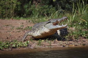 Особенности национальной рыбалки в Уганде: На озере Виктория рыбака чуть не съел крокодил