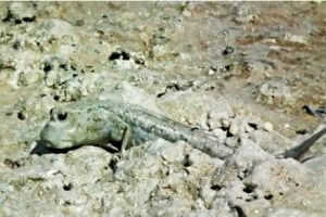 Необычные рыбы: В ОАЭ обнаружена рыба с ногами