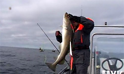 Видео рыбалки от Kotas: Трофейная рыбалка в Норвегии