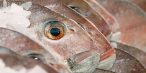 Рыбалка в Новой Зеландии: За незаконную продажу рыбы лодка для рыбалки подлежит конфискации!