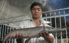 Рыбалка во Вьетнаме: Рыбак поймал рыбу с утиным клювом