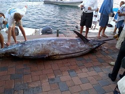 Рекорды рыбалки: На Бермудах был пойман голубой марлин весом 600 кг