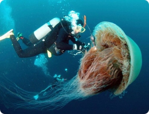 Вместо морской рыбалки рыбаков в 2050-х ожидает восстание медуз...