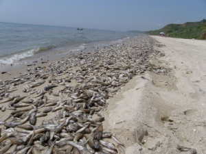 Морская рыбалка: На Азовском море вновь мор рыбы - как в Украине, так и в России