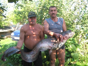 Рекорды рыбалки: Ловля сома удалась и в Беларуси, и в Чехии