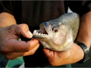 Рыбалка в Украине: В Добротворском водохранилище поселился целый косяк пираний