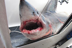 Как в «Челюстях»: пойманная в британских водах акула пыталась съесть капитана рыбацкой лодки (фото).