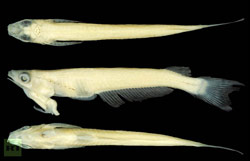 Капризы эволюции: во Вьетнаме обнаружена рыба с пенисом на голове (фото).