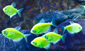 Высокотехнологичные неоновые рыбки GloFish – новая опасность для естественных обитателей мирового океана