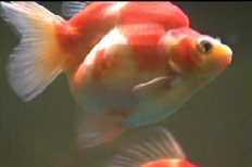 В Китае прошел конкурс красоты среди золотых рыбок