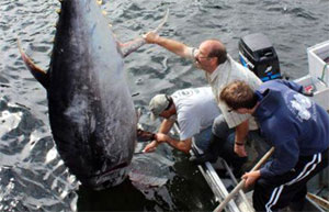 Закон превыше всего – канадский рыбак отпустил тунца стоимостью 500 000 долларов