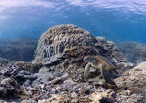 ВАУ! Потрясающие панорамы Большого Барьерного Рифа теперь доступны в Google Maps