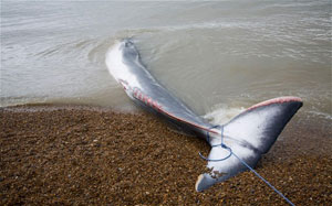 Даже мертвый кит может принести много пользы. Доказано англичанами.