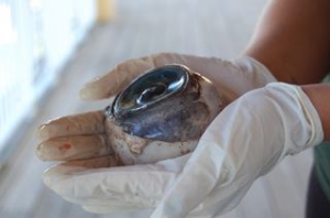 Глаз, найденный на одном из пляжей Помпано Бич, принадлежал меч-рыбе