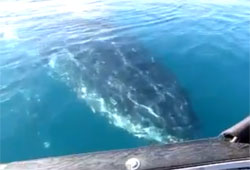 Рыбка весом 30 тонн под утлым каноэ...Караул! (видео)