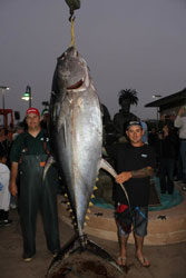 Новичкам всегда везет: в Мексике пойман самый большой в мире желтоперый тунец.