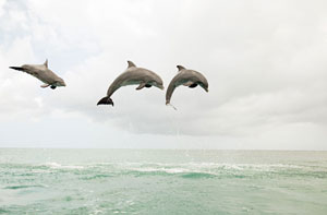 Дельфины называют друг друга по имени