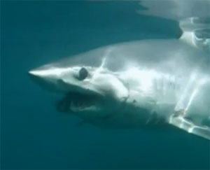 Битва гигантов: акула-мако атаковала  попавшуюся на крючок меч-рыбу