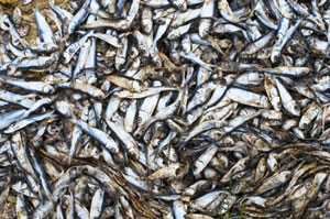 В реке Уды на Харьковщине зафиксирована массовая гибель рыбы